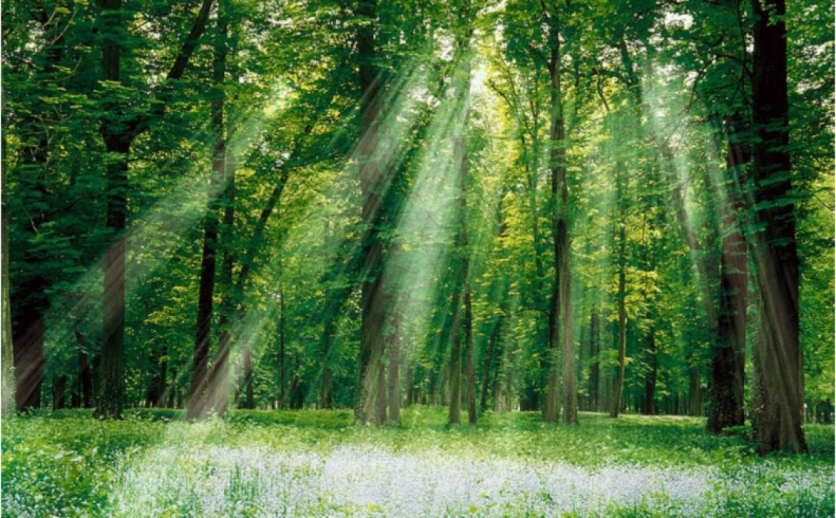 Forêt de Bouskoura-Merchich